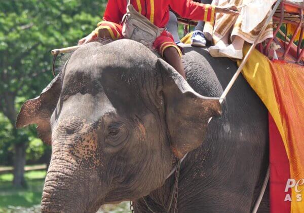 Speak Out Against Elephant Abuse at Ayutthaya in Thailand