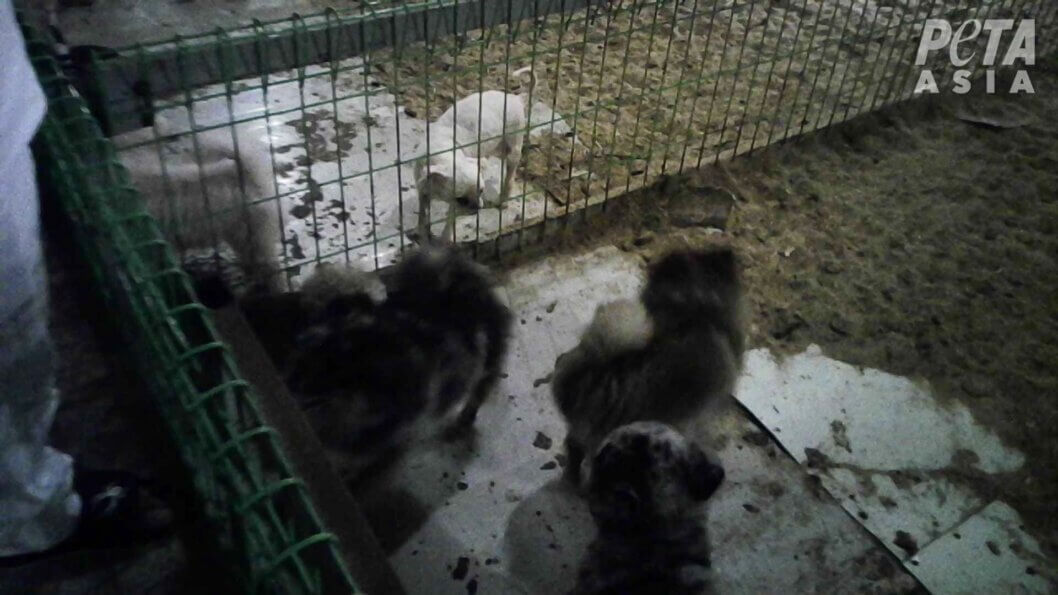 Dogs in South Korean Puppy Mills Are Hurting PETA