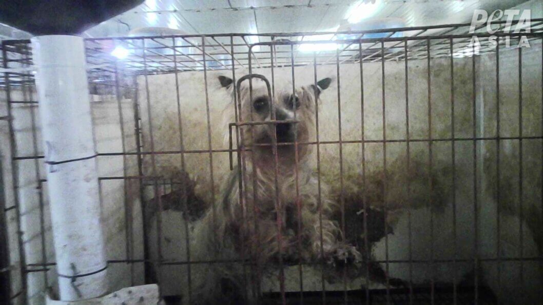 Dogs in South Korean Puppy Mills Are Hurting PETA