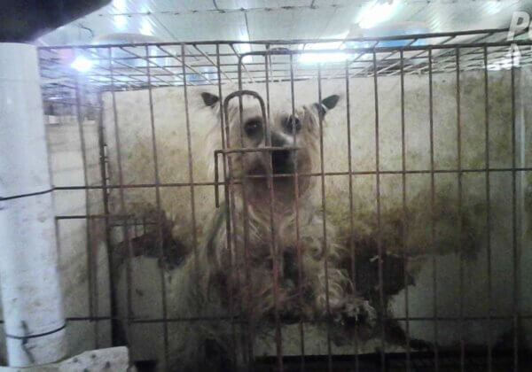 PETA Exposes Nightmare Puppy Mills in South Korea—Pledge to Adopt!