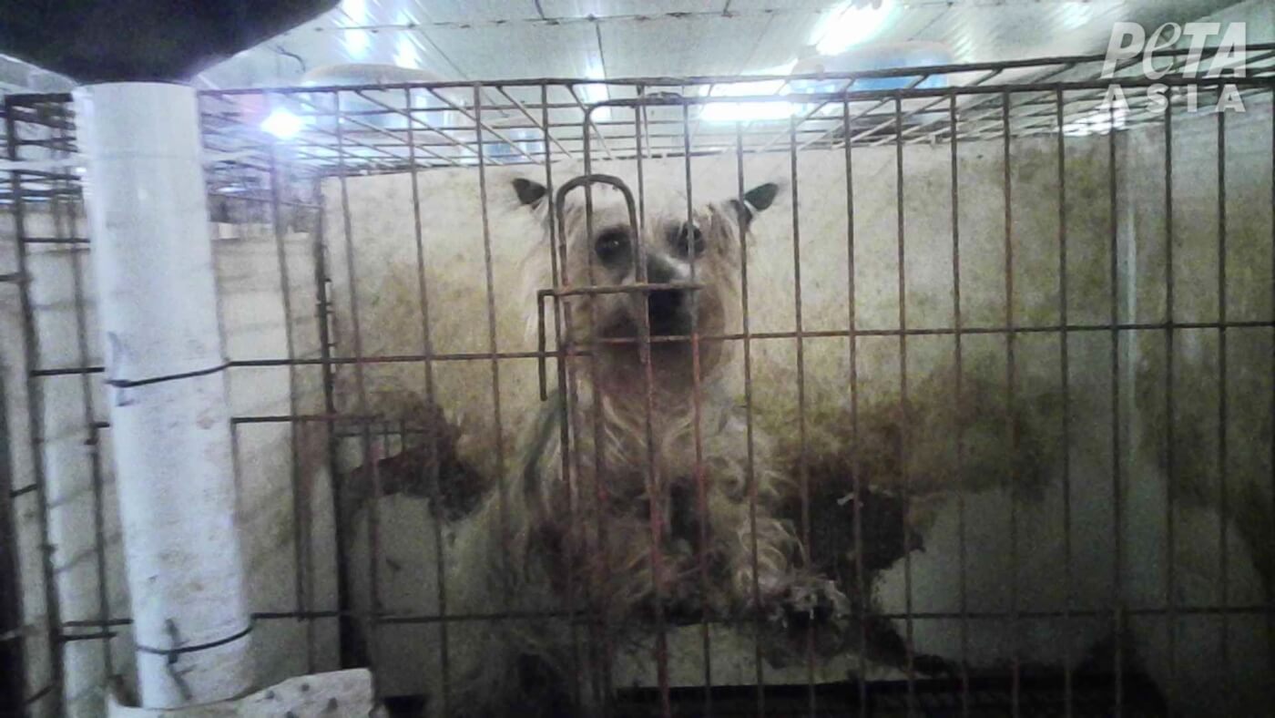 PETA Exposes Nightmare Puppy Mills in South Korea—Pledge to Adopt!