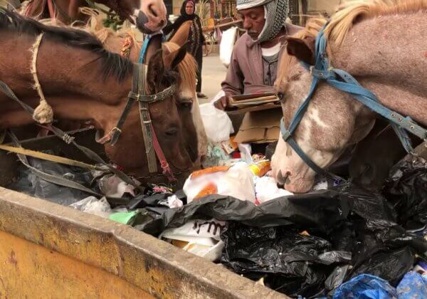 Wounded, Exhausted Horses Eat Garbage to Survive in Egypt