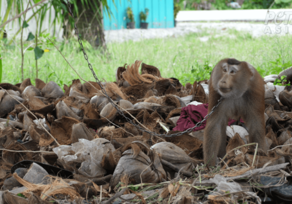 EXPOSED: Chaokoh Caught Still Using Forced Monkey Labor