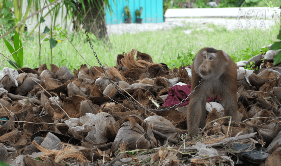 EXPOSED: Chaokoh Caught Still Using Forced Monkey Labor