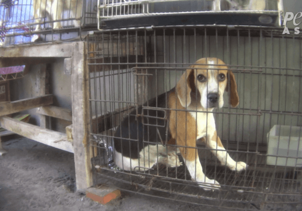 PETA Exposes Abuse in Indonesian Puppy Mills—Take Action!