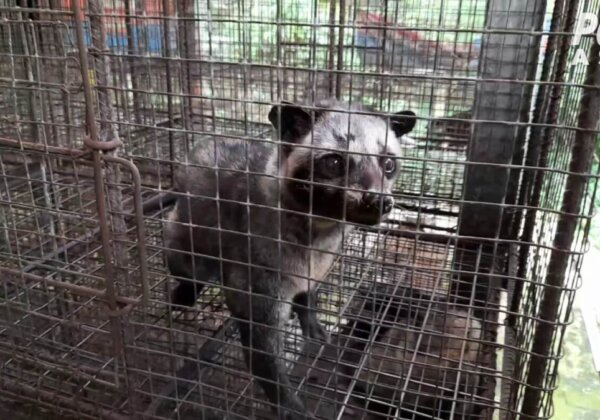 Asian Palm Civets Driven Mad: PETA’s Latest Exposé of Civet Coffee
