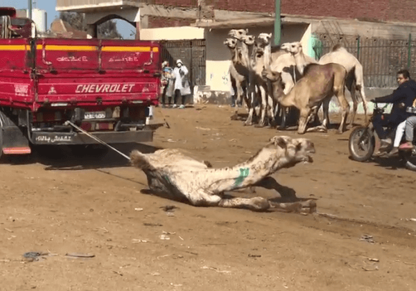 Egypt’s Shame: Camels Hit, Tied, and Dragged