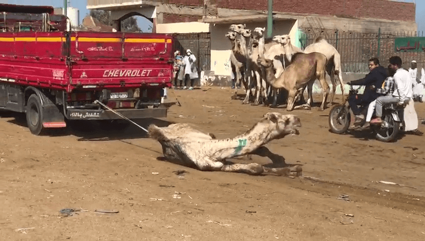 Egypt’s Shame: Camels Hit, Tied, and Dragged