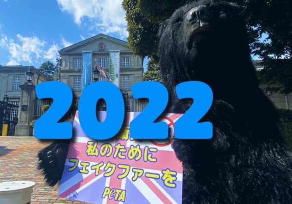 2022 Was a Successful Year for PETA Asia! Let’s Make 2023 Even Better