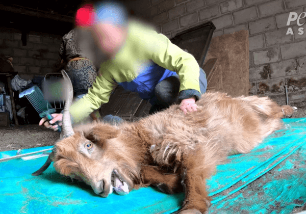 PETA Investigation Exposes ‘Responsible’ Cashmere Lies