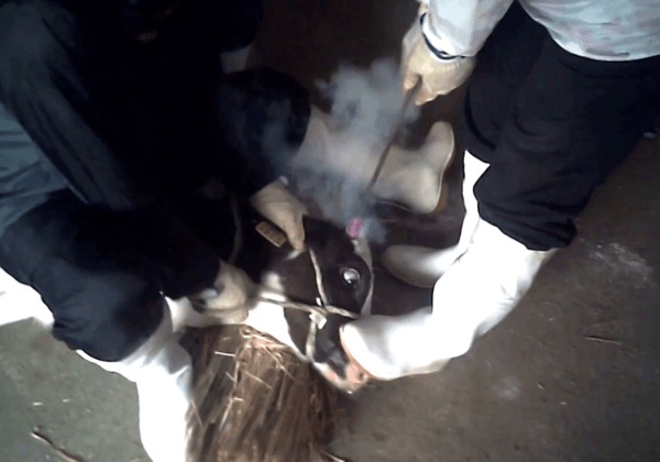 Why Are Taxpayers Paying for Cows and Calves to Be Beaten and Burned?
