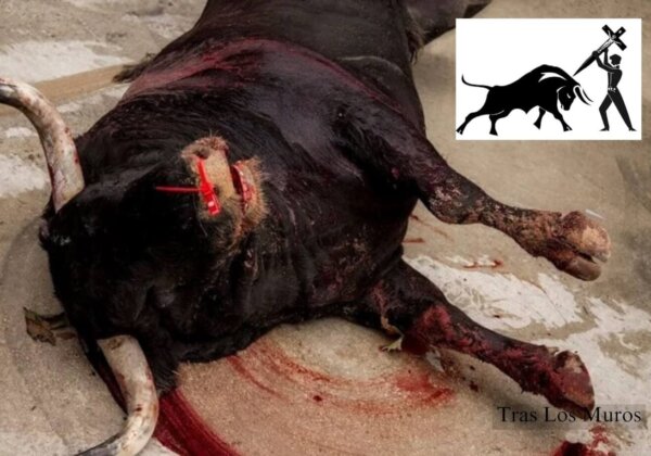 Urge Pope Leo XIV to Stand Against Bullfights!