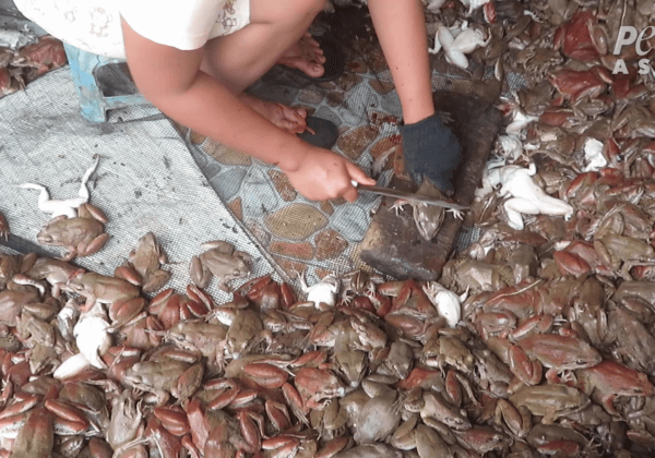 Exposing the Dark Reality of the Frog-Meat Industry