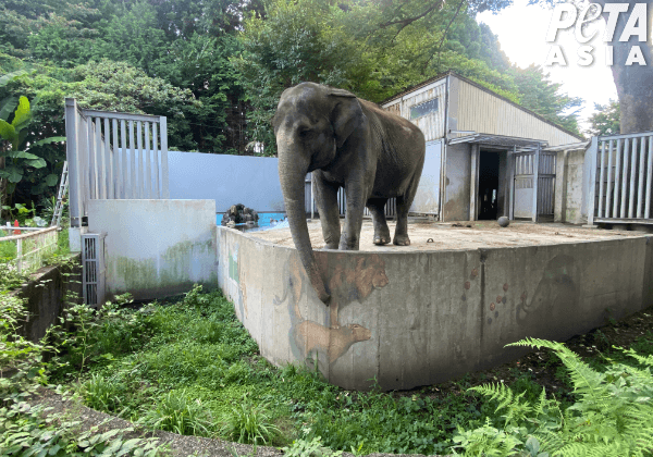 宇都宮動物園に象の宮子を助けるよう求めよう