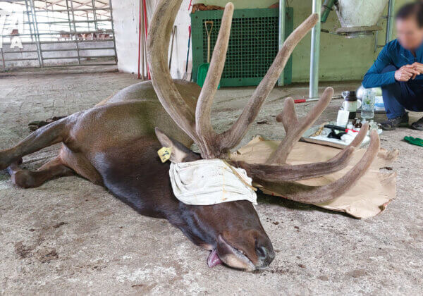 Breaking: First-Ever Investigation of Deer Velvet Industry Reveals Pervasive Cruelty