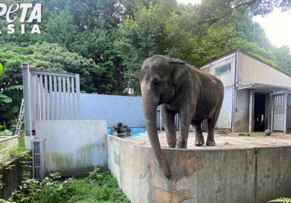 50 Years of Confinement: Miyako the Elephant Needs Your Help