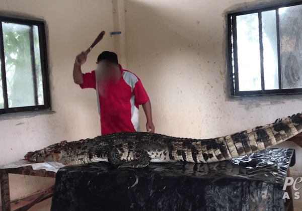 Workers Stabbed Crocodiles, Skinned Them Alive