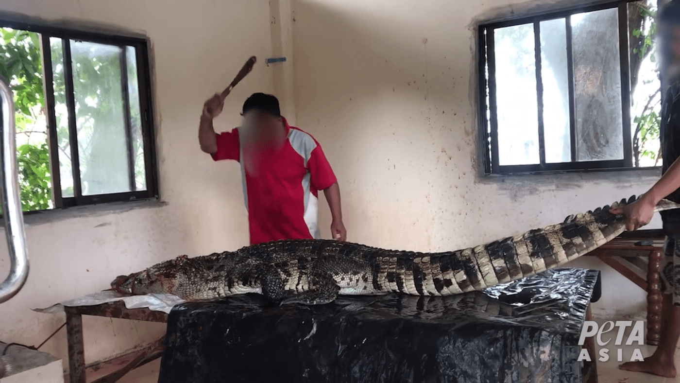 Workers Stabbed Crocodiles, Skinned Them Alive