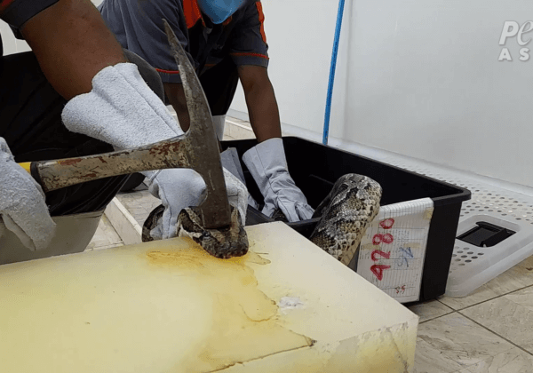 Breaking: Workers Bludgeon Pythons, Inflate Their Bodies for Gucci Owner’s Tannery