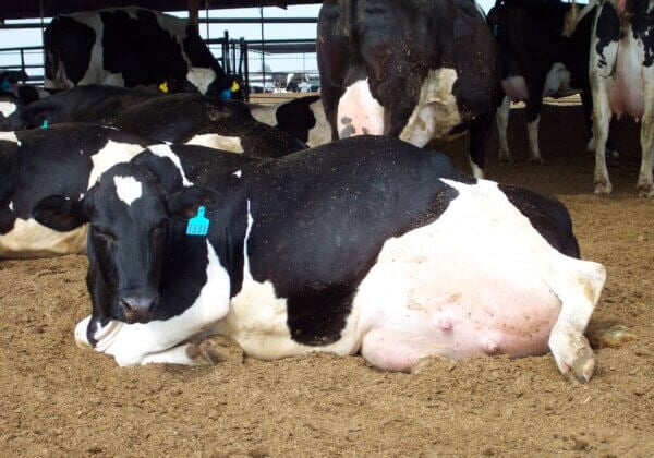 Ask Starbucks Stores to Stop Charging Extra for Vegan Milk!