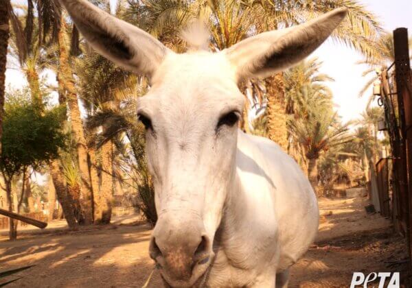 Breaking Victory! African Union Bans Donkey-Skin Trade