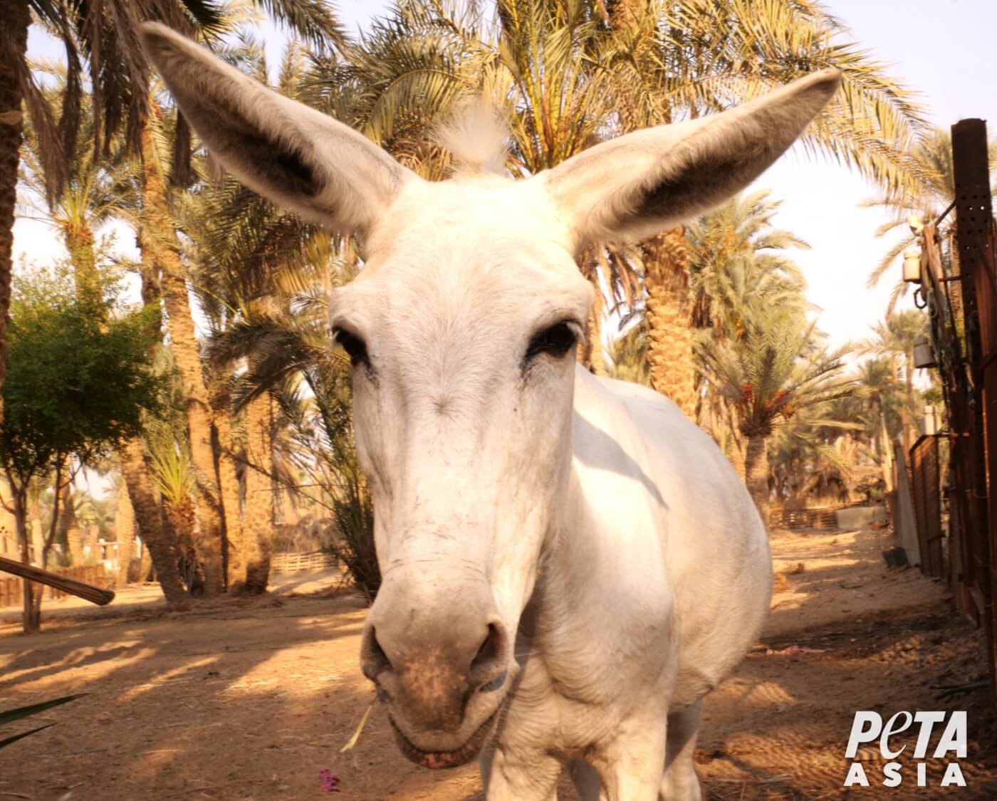 Breaking Victory! African Union Bans Donkey-Skin Trade