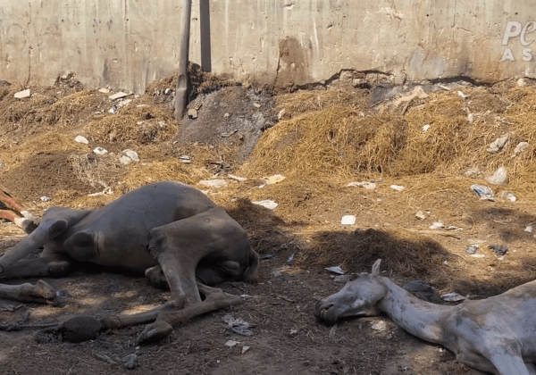 For Camels and Horses at the Pyramids, Every Day Means Pain