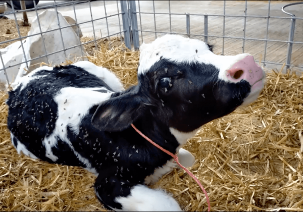 Inside the Dairy Nightmare: Cruelty to Cows Exposed