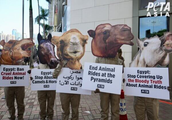 Egypt Update: PETA’s Pressure Spurs Government Action, but More Is Needed