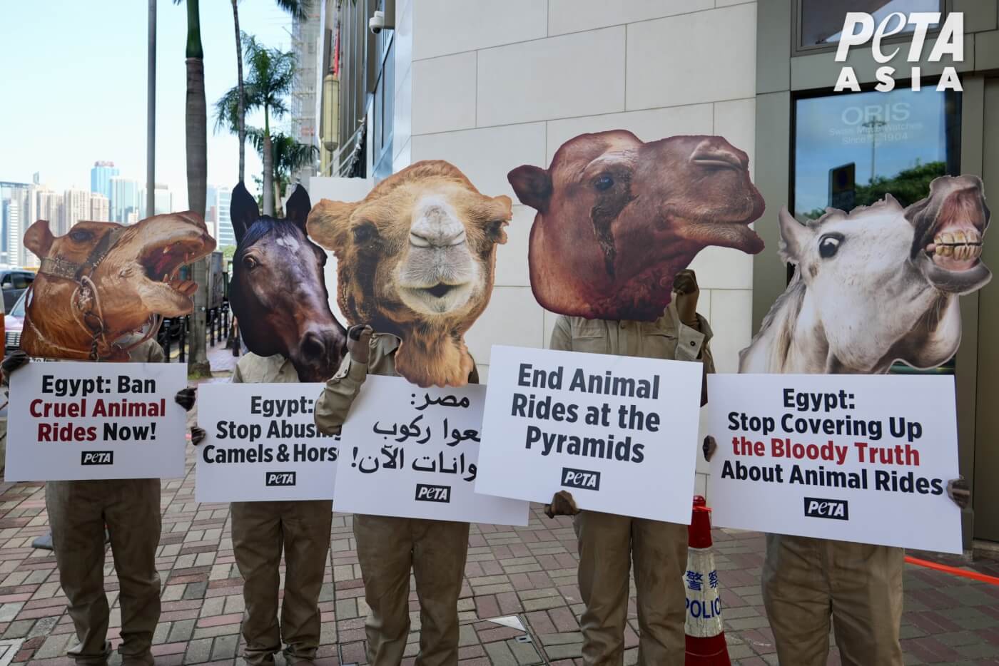 Egypt Update: PETA’s Pressure Spurs Government Action, but More Is Needed