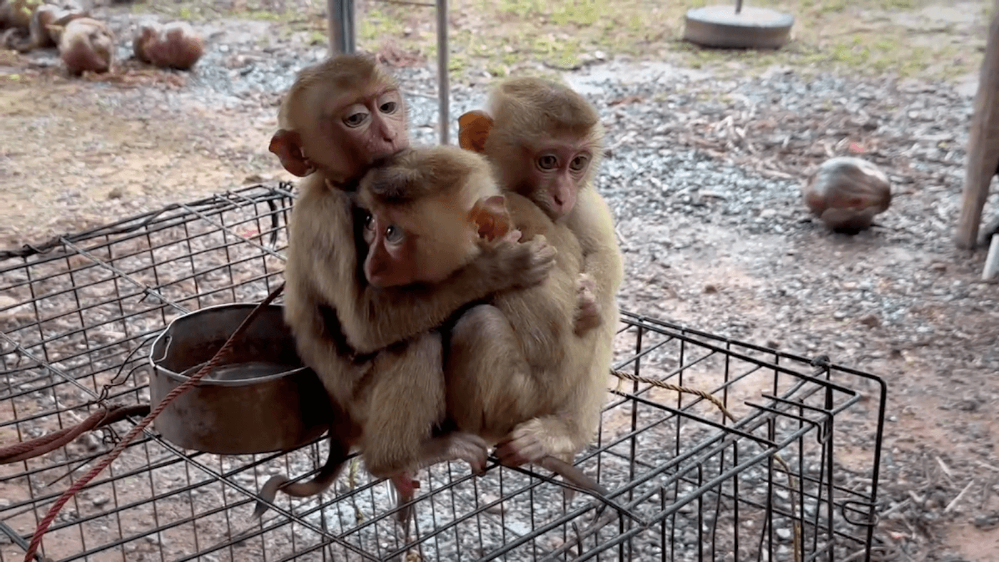 ‘White Lotus’ Creator Writes to Thai Prime Minister on Behalf of Baby Monkeys