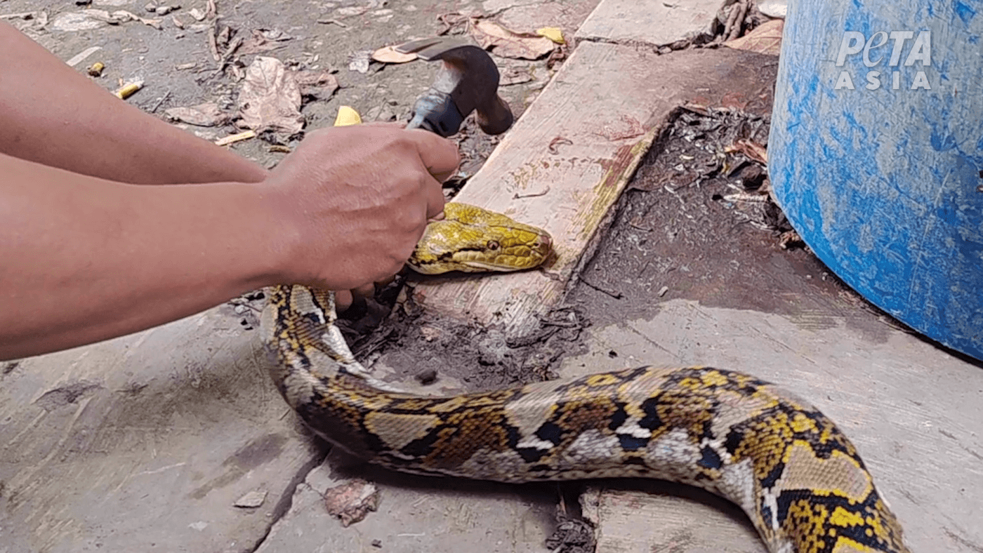 Year of the Snake: Horrific New PETA Footage Sparks Urgent Plea