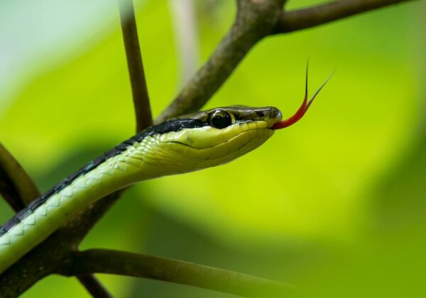 Make the Year of the Snake a Year for Snakes