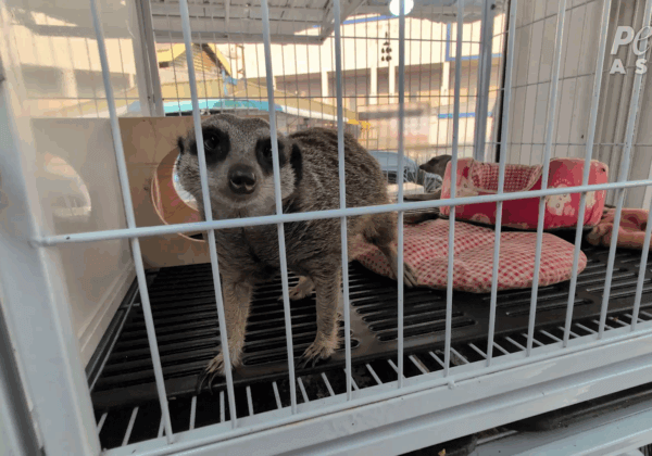 Bangkok’s Chatuchak Market Sells Sick, Suffering Animals Like Toys