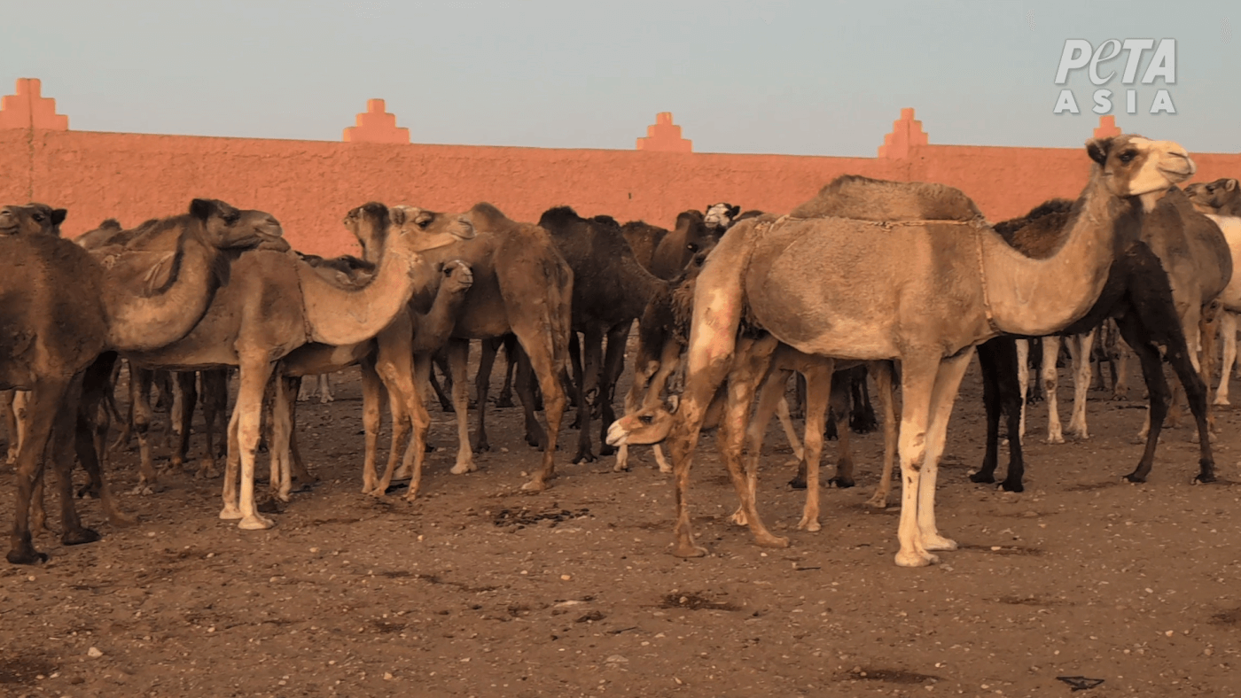 PETA Investigation Reveals Shocking Abuse of Camels for Moroccan Tourism