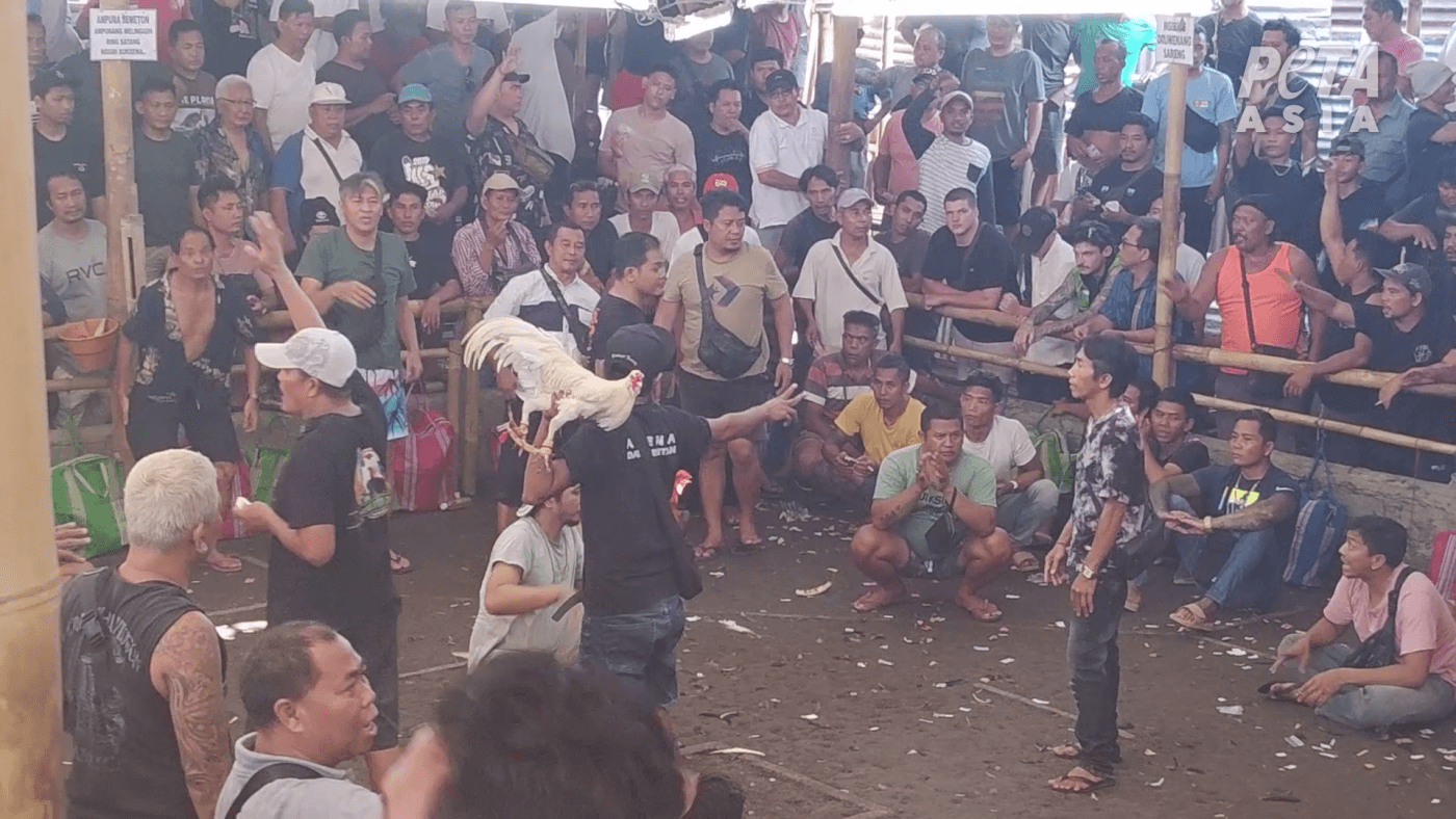 Breaking Investigation: Bali Taxi Drivers Lure Tourists to Bloody Cockfighting Operation
