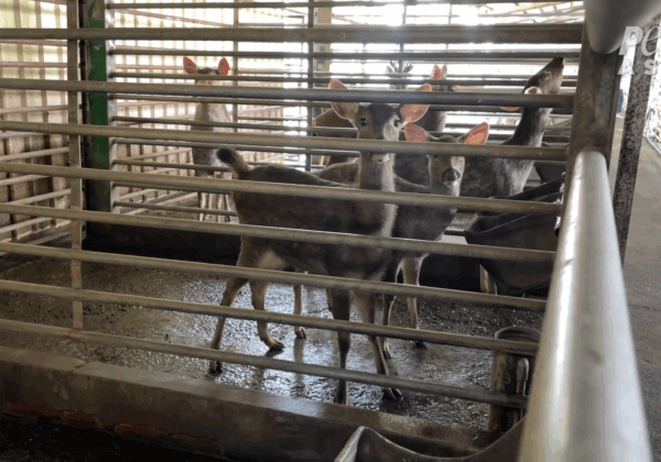 PETA Investigation Reveals Shocking Abuse of Deer in Taiwan