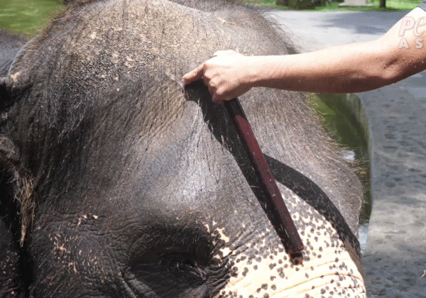 PETA Exposes Shocking Abuse at Bali Elephant Facilities