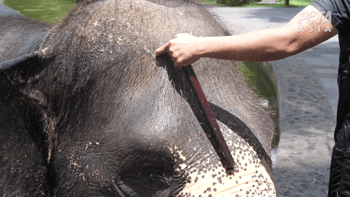 PETA Exposes Shocking Abuse at Bali Elephant Facilities