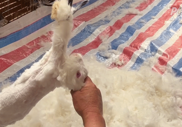 Watch: Workers Caught Cutting Angora From Rabbits’ Bloody Bodies
