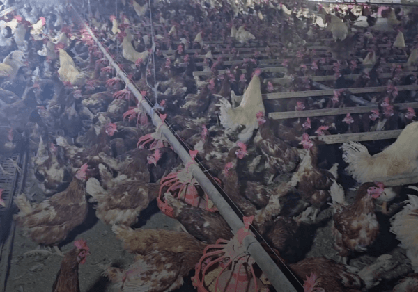Caught on Camera: Where ‘Cage-Free’ Eggs Really Come From