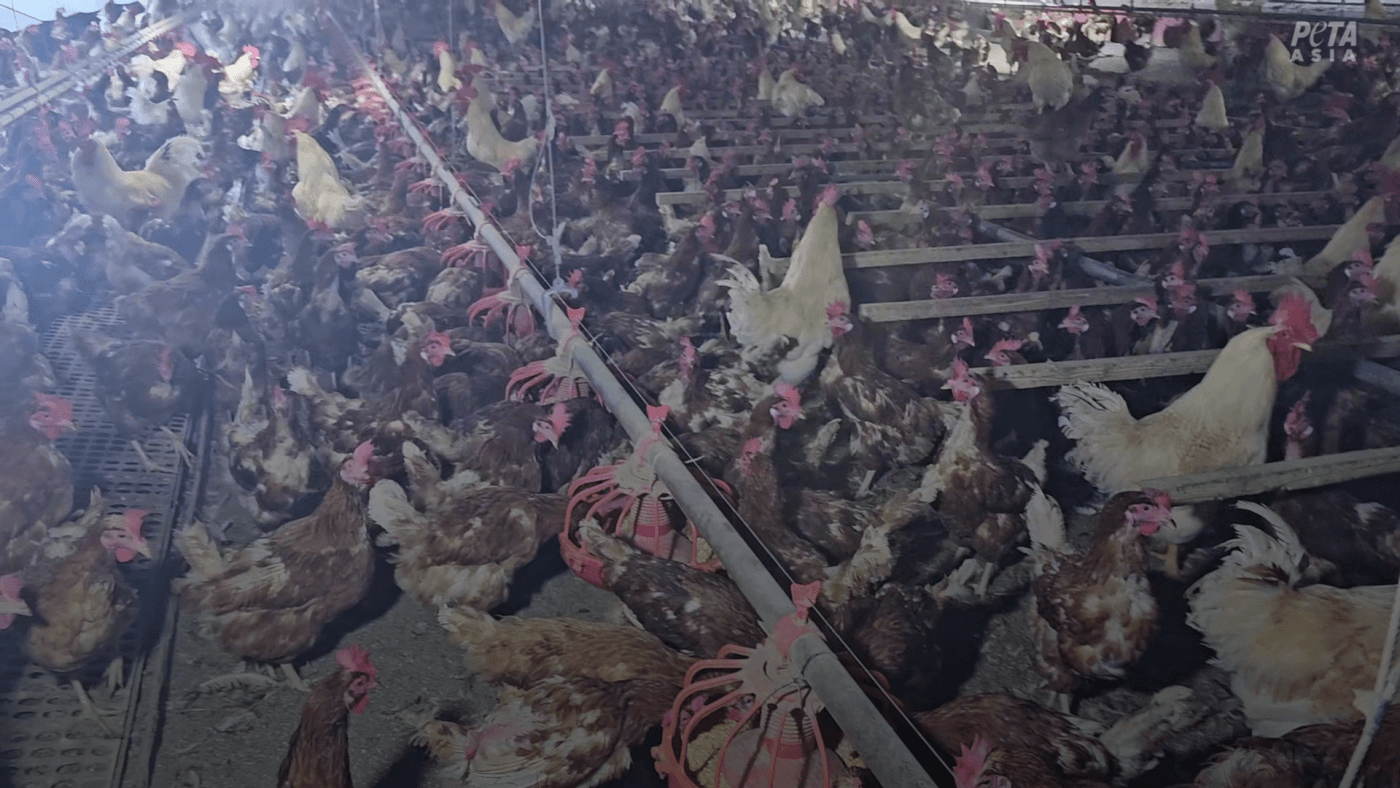 Caught on Camera: Where ‘Cage-Free’ Eggs Really Come From