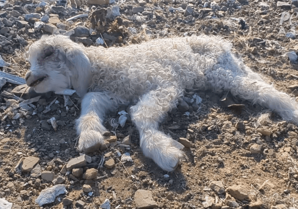 Goats Beaten, Dragged, and Left Bleeding for ‘Humane’ Mohair