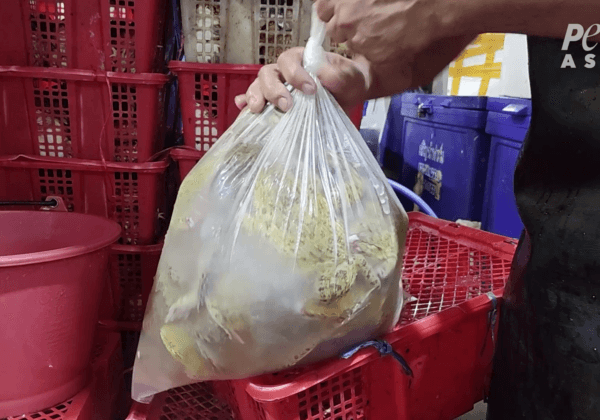 PETA Investigators Find Frogs Still Breathing After Being Sliced Open