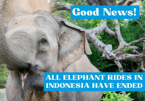 Jumbo Win! Elephant Rides Are Over in Indonesia