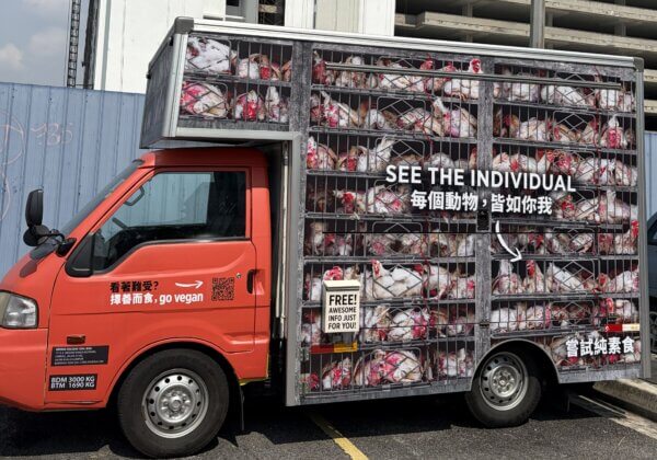 Hell on Wheels: PETA’s  ‘Chicken Truck’ Rolls Into Malaysia