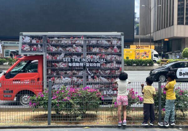 Hell on Wheels: PETA’s  ‘Chicken Truck’ Rolls Into Malaysia